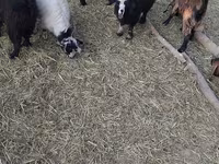 Kozy (partia, płeć nieokreślona), Kozy — zdjęcie 1