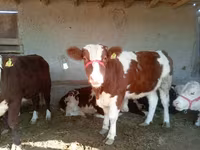 Ko, Simmental cattle — foto 1