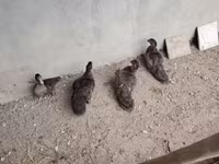 มัสโกวีพันธุ์บ้าน — รูปภาพ 1