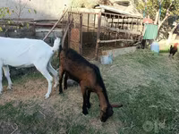 Goat, Saanen goat — photo 5
