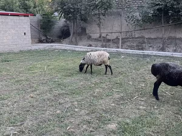 Ovce (šarže, pohlaví neuvedeno), Romanov sheep