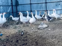 Geese — foto 3