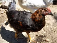 Chickens — 3 зураг