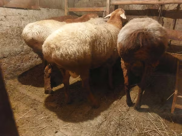 قوچ, Arashan sheep