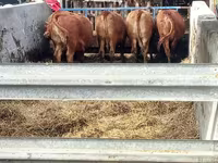 Sapi, Cattle — foto 2