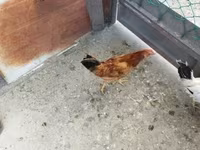 Chickens — 사진 2