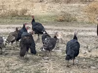 Turkeys — fotografija 3