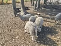 Kambing jantan, Sheep — foto 4