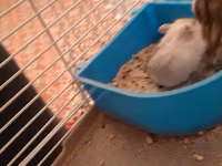 Hamster qəfəsi və aksesuar dəsti - Kiçik gəmiricilər üçün iki — fotografija 2
