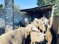 Vædder, Merinoland sheep — foto 1