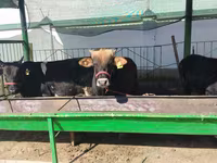 Lembu ternakan (lot, jantina tidak dinyatakan), Cattle — foto 2