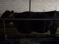 ላም, Latvian Blue cattle — ፎቶ 2