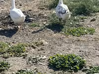 Geese — fotografija 1