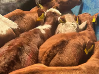 Cattle (batch, sex not specified), Cattle — photo 4