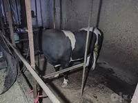 Krava, Russian Black pied cattle — fotografija 1
