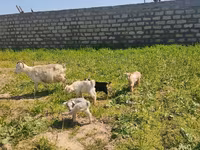 بز ماده, بز — عکس 3