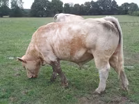 Tyre, Charolais cattle — foto 1