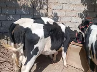 Krowa, Russian Black pied cattle — zdjęcie 2