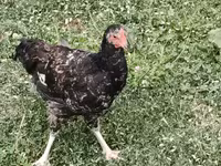 Chickens — foto 1