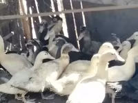 Ducks — 照片 3