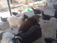 بکری, بکریاں — تصویر 8