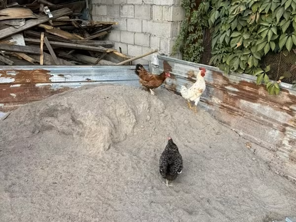 Chickens — Киргизстан