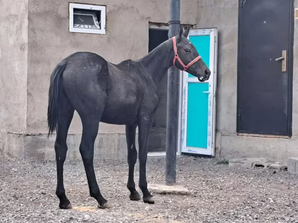 Άλογο, Thoroughbred horse
