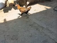 Chickens — zdjęcie 8