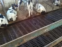 Toro, Raza Holstein — foto 2