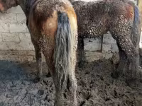 Kuda jantan, Horses — foto 6