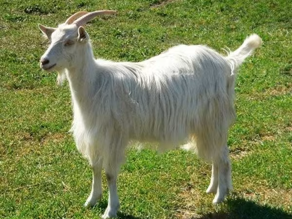 Goat, Goats — Hungary