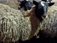 Sheep, Romanov sheep — photo 7