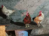 Chickens — 사진 4