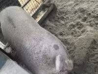 Eber, Schweine — Foto 3