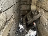 براهما — عکس 4