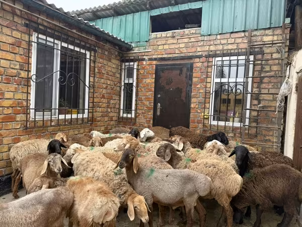 Koç, Rhon sheep