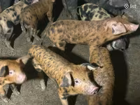 Babi betina, Pigs — foto 2