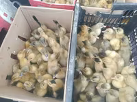 Ducks — عکس 1
