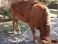 பசு, Swiss cattle — புகைப்படம் 4