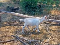 Billy Goat, Goats — photo 3