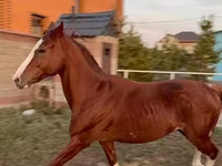 اسب نر, Arabian horse — عکس 2