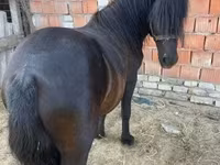 Koń, Konie — zdjęcie 1