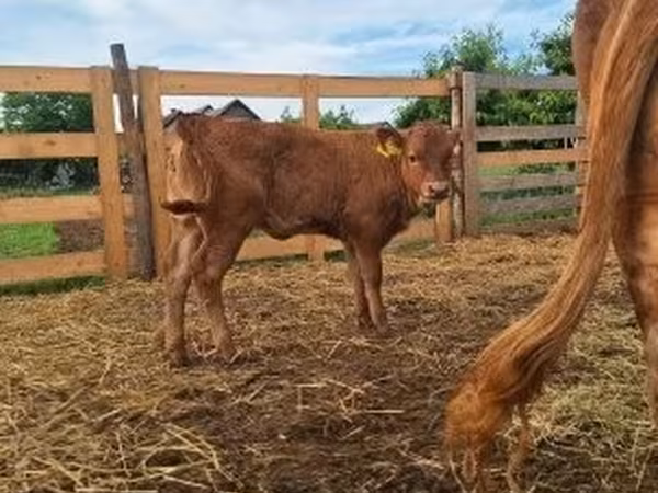 Cow, Simmental cattle — Hungary