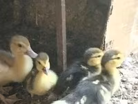 Ducks — عکس 4
