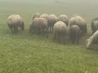በግ, Sheep — ፎቶ 4