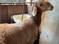 Kambing jantan, Arashan sheep — foto 3