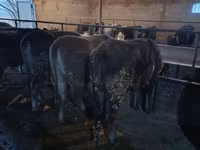 ላም, Swiss cattle — ፎቶ 7