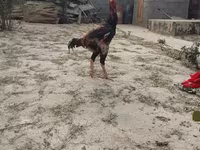 Shamo chickens — foto 2