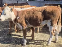 Bovini (lotto, sesso non specificato), Swiss cattle — foto 2