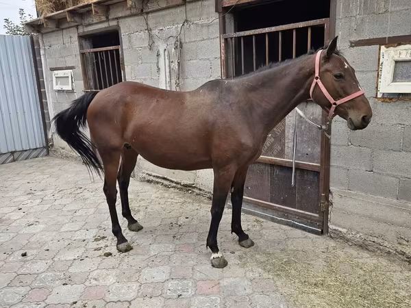 Mare, Thoroughbred horse